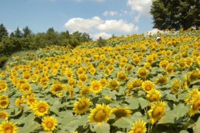 東京の昭和記念公園のひまわり畑画像